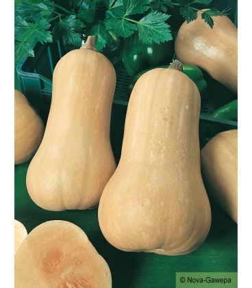 Graines de Courge Musquée Matilda F1 Butternut