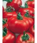 Graines de Tomate Montfavet 63/5 F1 (I.N.R.A.) ©Images protégées téléchargement interdit !