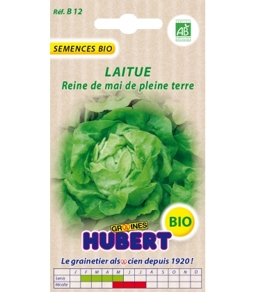 Laitue Reine de Mai BIO