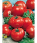 Graines de Tomate Saint-Pierre BIO ©Images protégées téléchargement interdit !