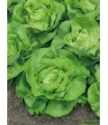 Laitue Merveille d'Hiver Format ECO