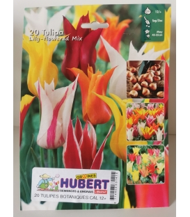 20 Bulbes de Tulipes Botaniques Fleur de Lys Variées