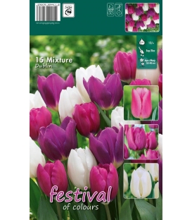 15 Bulbes de Tulipes en Mélange "Dublin"