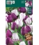 15 Bulbes de Tulipes "Exciting"