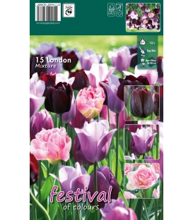 15 Bulbes de Tulipes en Mélange "London"