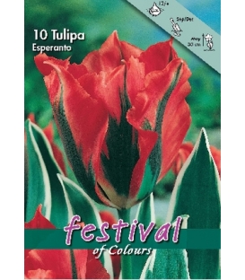 10 Bulbes de Tulipes Viridiflora Esperanto