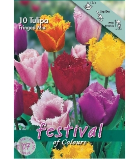 10 Bulbes de Tulipes Frangées en Mélange
