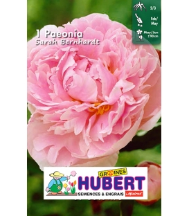 1 Pivoine de Chine Sarah Bernhardt