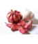 Ail Rose Edenrose Obtention INRA Calibre 50/70