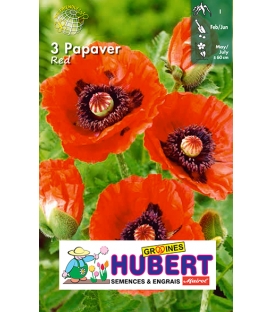 3 Racines de Coquelicot Rouge