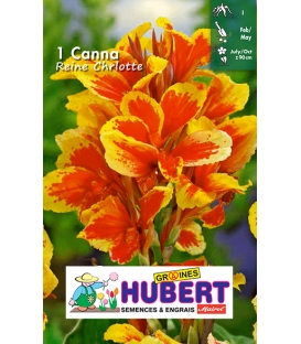 1 Canna Reine Charlotte