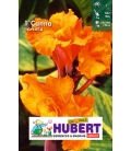 Canna Orange Striata