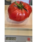 15 Graines de Tomate Big Daddy F1 Type Beefsteak 