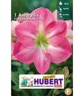 1 Amaryllis Rose 