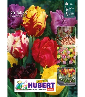 20 Bulbes de Tulipes Perroquet en Mélange