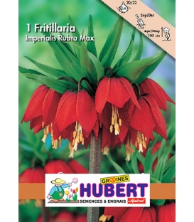 Bulbes de Fritillaire - Couronne Impériale Rouge