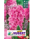 5 Jacinthes Pink Pearl - Rose