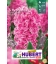 5 Jacinthes Pink Pearl - Rose