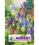 10 Iris de Hollande Tigrés en Mélange