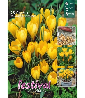 25 Bulbes de Crocus à Grande Fleur Jaune
