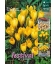 25 Bulbes de Crocus à Grande Fleur Jaune
