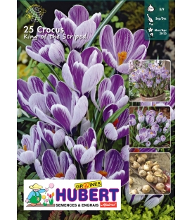 25 Bulbes de Crocus King of the Striped
