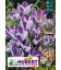 25 Bulbes de Crocus Strié King of the Striped