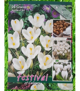 25 Crocus à Grande Fleur Blanc