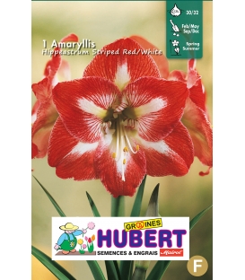 1 Amaryllis Rouge Strié Blanc 