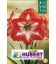 1 Amaryllis Rouge Strié Blanc 