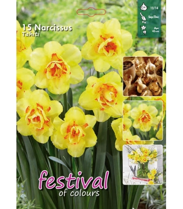 15 Bulbes de Narcisses Doubles Tahiti