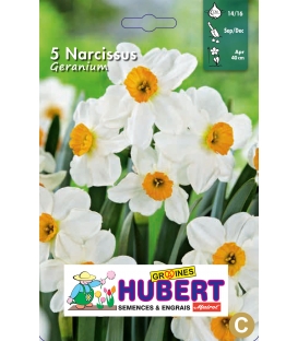 5 Bulbes de Narcisses Multiflores Géranium