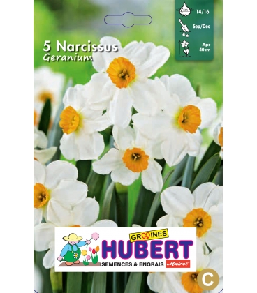 5 Bulbes de Narcisses Multiflores Géranium