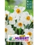 5 Bulbes de Narcisses Multiflores Géranium