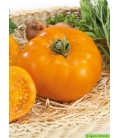 Graines de Tomate Orange Wellington F1 © Images protégées téléchargement interdit !