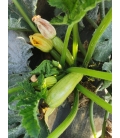 Graines de Courgette Ismalia F1 