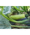 Graines de Courgette Ismalia F1 