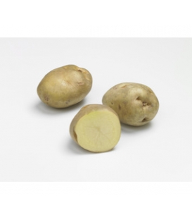 Sirtema - Pochette de 25 plants de Pommes de Terre 