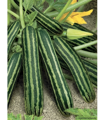 Courgette Coucourzelle