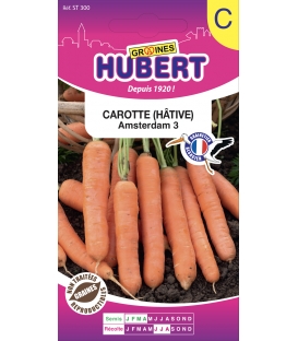 Carotte Amsterdam 3 Hâtive