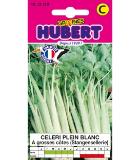 Céleri à Grosses Côtes