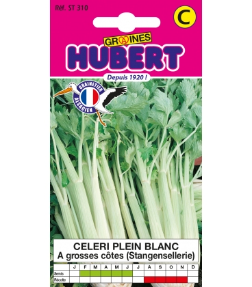 C&eacute;leri &agrave; Grosses C&ocirc;tes