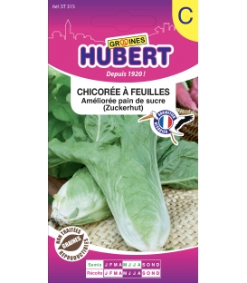 Chicorée Pain de Sucre "Zuckerhut"