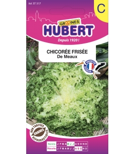 Chicorée de Meaux