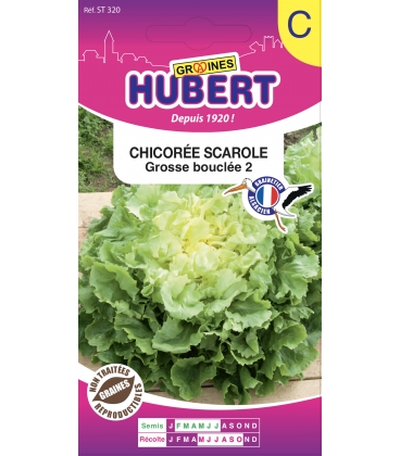 Chicor&eacute;e de Ruffec