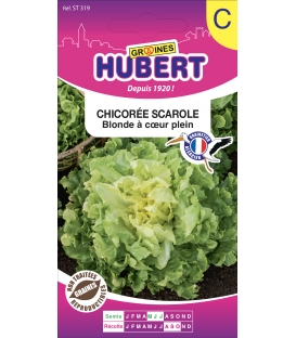 Chicorée Scarole Blonde à Coeur Plein