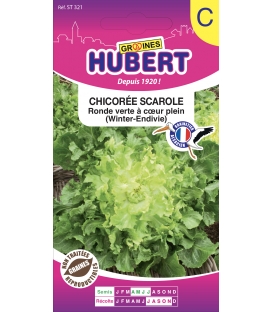 Chicorée Scarole Ronde Verte à Coeur Plein