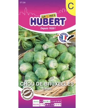 Chou de Bruxelles Sanda