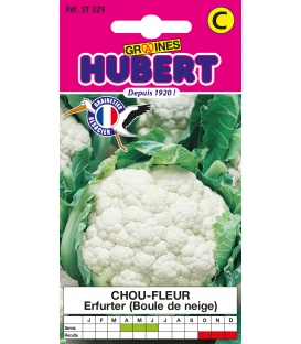 Chou-fleur Erfurt