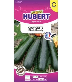 Courgette Black Beauty